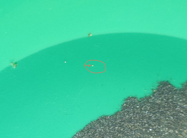 I found gold in my back yard